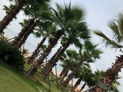 -厦门万豪酒店及会议中心大堂吧·海景下午茶
