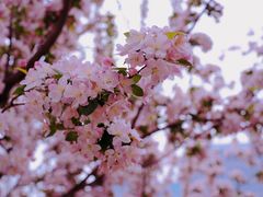 -海棠花溪(元大都城垣遗址公园)
