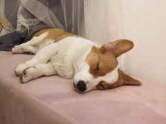 -浣熊柯尔鸭土拨鼠·电玩咖