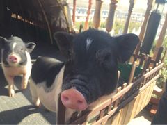 iphone_upload_pic-上海佘山茂御臻品之选酒店(原佘山艾美酒店)