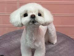 -FAELING PETS美天灵宠物(合生汇店)