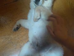 -艾贝尔宠物医院 ·内科全科(梁溪路店)