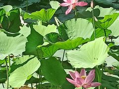 -大宁郁金香公园-停车场