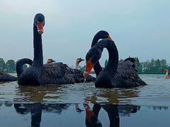 -艾溪湖湿地公园