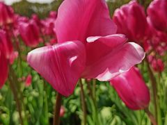 -大宁郁金香公园-停车场