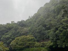 -龙井村