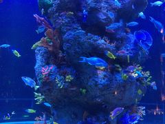 -芜湖新华联大白鲸海洋公园