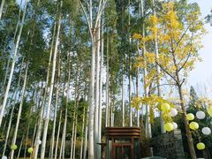 -桉树林A coffee 森林餐厅(三圣乡店)
