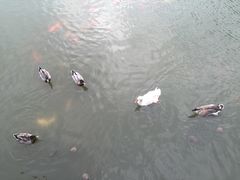 -神光山国家森林公园