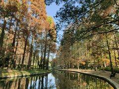 -上海共青森林公园