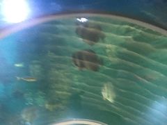 -瑞德姆美人鱼海底演艺主题餐厅(亚龙湾店)