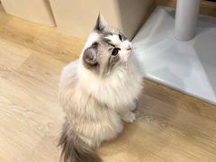 -有喵·猫咖·狗咖·30几只猫10只小狗(岗厦店)