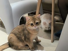 -藏猫猫咖啡主题馆(中央大道店)