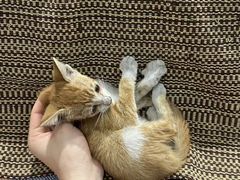 -御宝贝·A梦猫科宠物医院(国际猫友好医院)