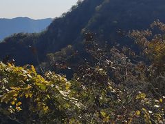 -大岭沟猕猴桃谷风景区