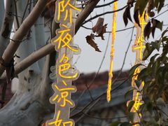 -花博汇(知音花月夜)