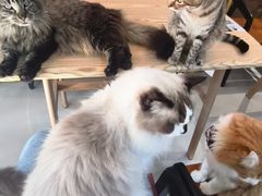 -豆逗聊愈猫阁Easy Life