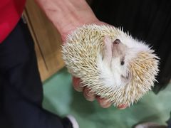 -藦茜花园宠物主题亲子互动体验馆(国顺东路店)
