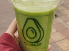 -油梨树AVOCADO TREE(顺义新国展店)