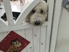 -汪说·狗咖·拼豆·宠物周边DIY(旺城大厦店)