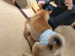 -逗柴咖啡屋·狗咖猫咖宠物桌游
