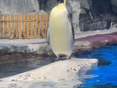 -海合安武汉极地海洋公园