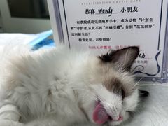 -瑞派紫金宠物医院24小时·骨科·中兽医·重症转诊中心(番禺大石院)