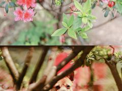 -南山植物园
