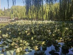 -团结湖公园