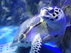 -太平洋海底世界