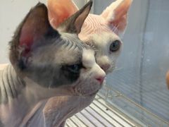 -翊宠yipet猫狗购宠庄园犬舍•猫舍