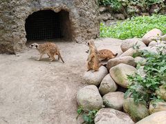 -上海野生动物园