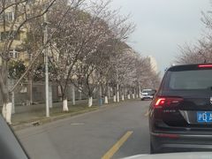 -高东镇樱花园