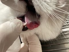 -伟伟宠物医院·瑞派猫友好医院·猫科(光谷店)
