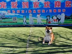 -宠物寄养训练学校