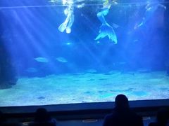 -石家庄海洋公园