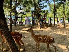 -南戴河国际娱乐中心