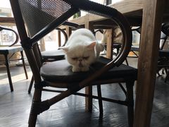 -吉丁鸟咖·异宠·寄养
