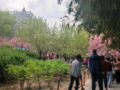 -西安青龙寺遗址景区