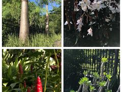 -中国科学院华南植物园