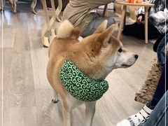 -柴迷FANS CLUB·柴犬狗咖·猫咖