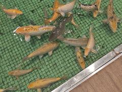 -金河半岛园林酒家(金融城店)