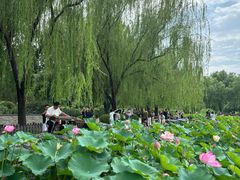 -莲花池公园