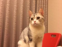 iphone_upload_pic-Bastet sally猫舍购宠(静安店)