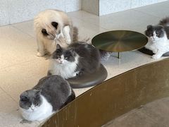 -飞行喵MR PILOT|猫舍·猫咖(静安大融城店)