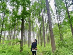 -黄海国家森林公园