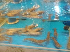 -盛宴标帜西餐厅龙虾.鲍鱼•牛排(重庆喜来登大酒店)