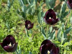 -漩门湾国家湿地公园