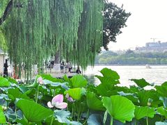 -济南大明湖景区