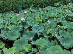 -荔湾湖公园